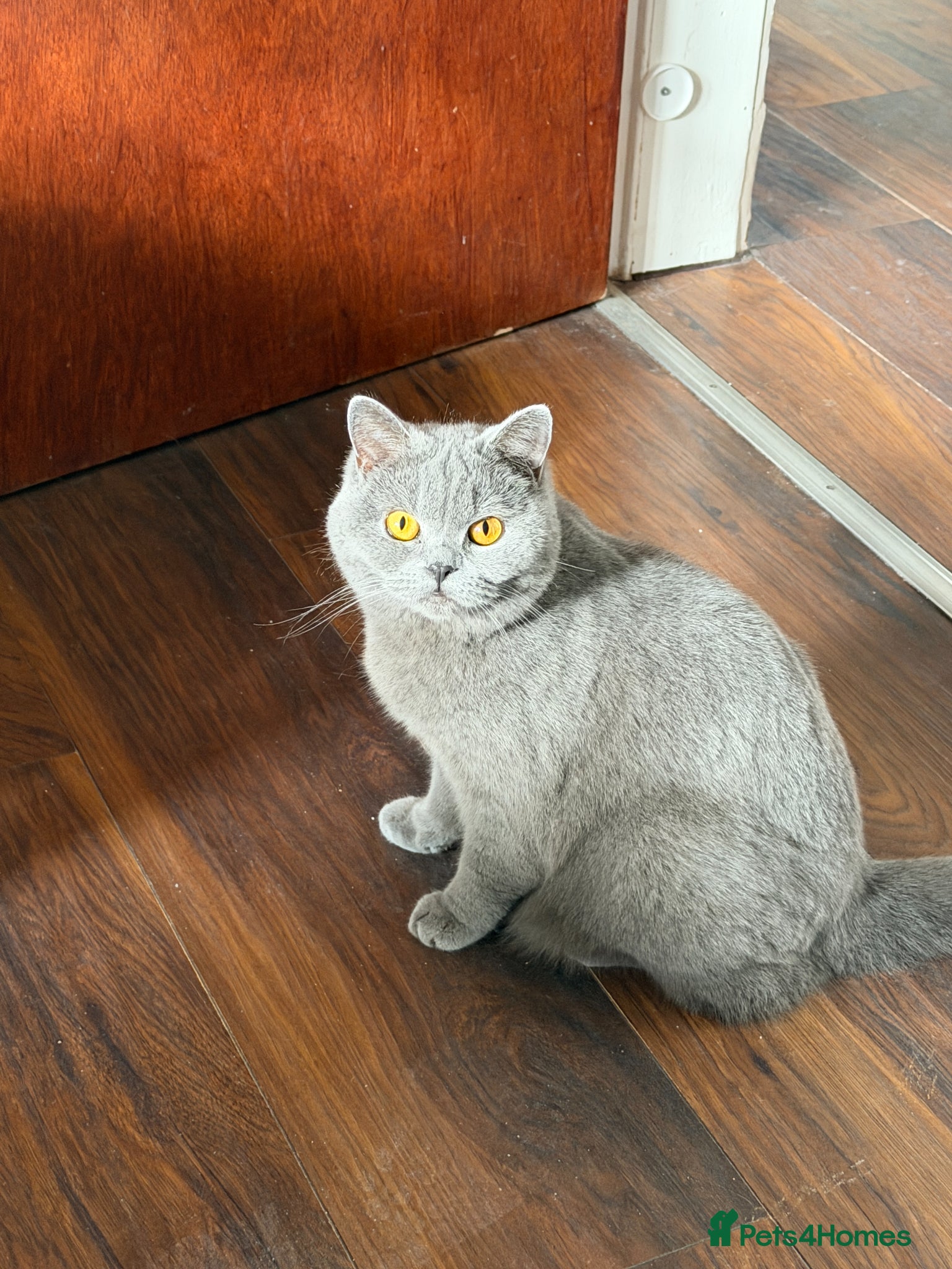 British Shorthair cats British Shorthair Female. - Advert 3
