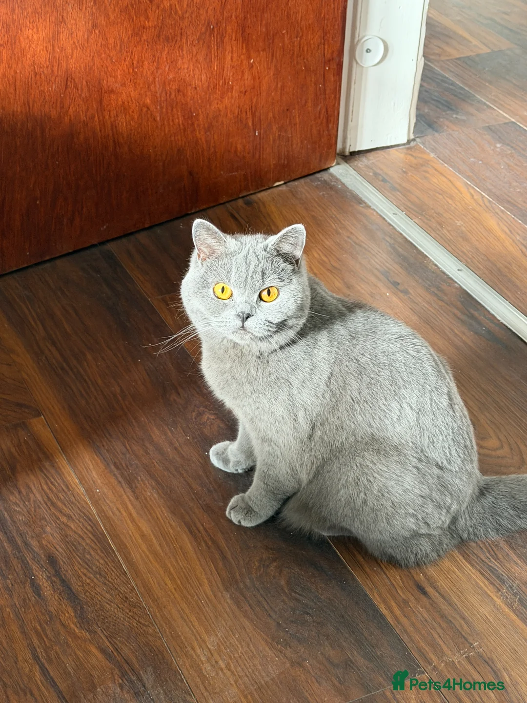 British Shorthair cats for sale: British Shorthair Female. - Advert 1