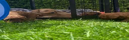 Cavapoo dogs for sale: 5 Beautiful Cavapoos from a family home.  - Advert 9