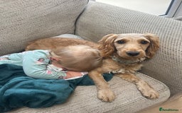 Cockapoo dogs for sale: 1 year old cockapoo female - Image 5