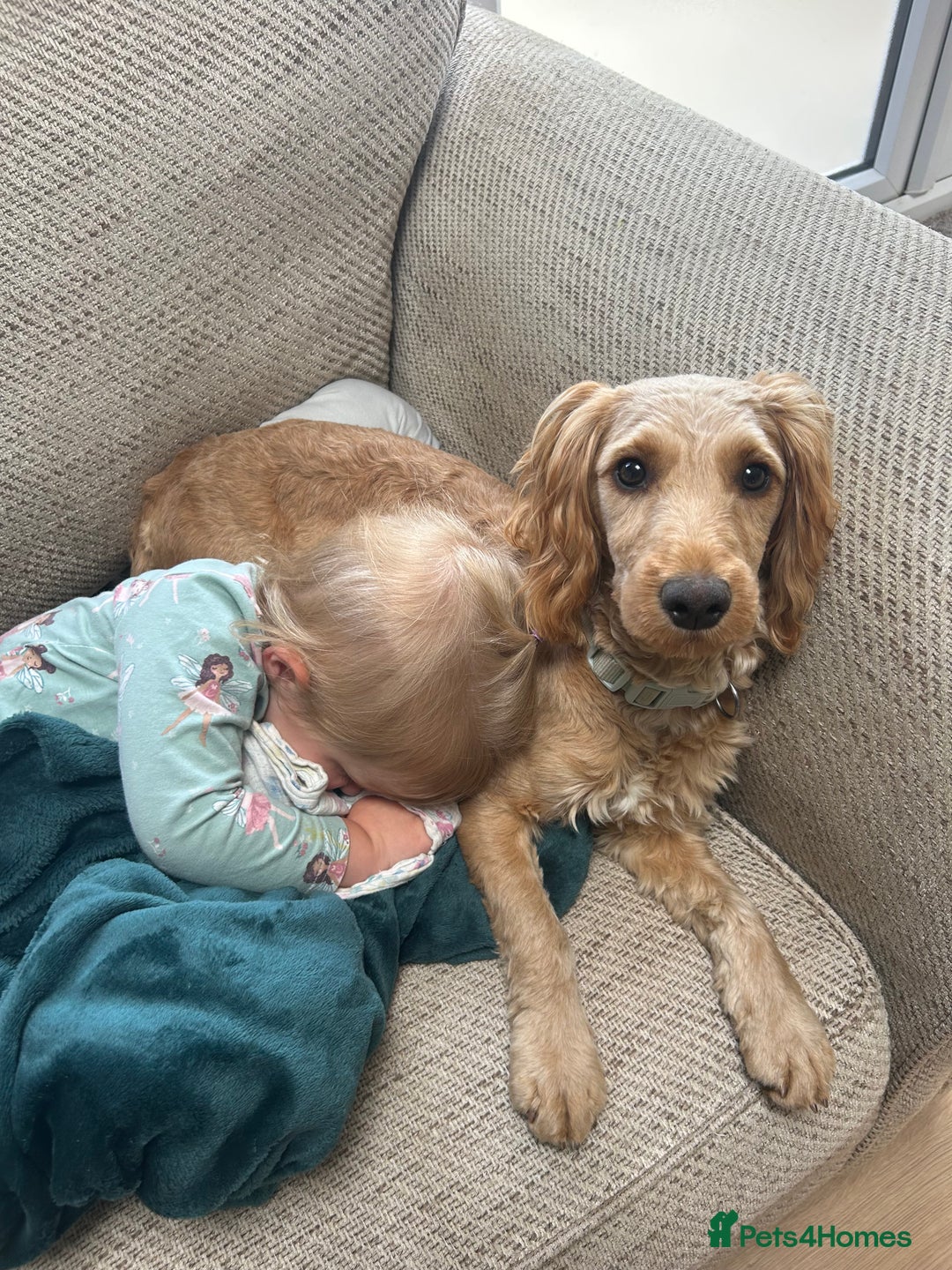 Cockapoo dogs for sale: 1 year old cockapoo female - Image 5