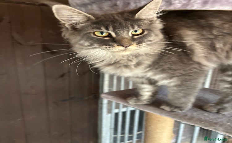 Maine Coon cats - Advert 7