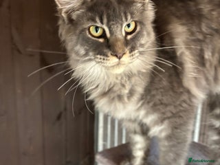 Maine Coon cats - Advert 27