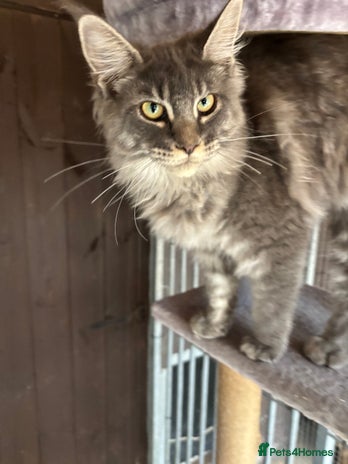 Maine Coon cats - Advert 1