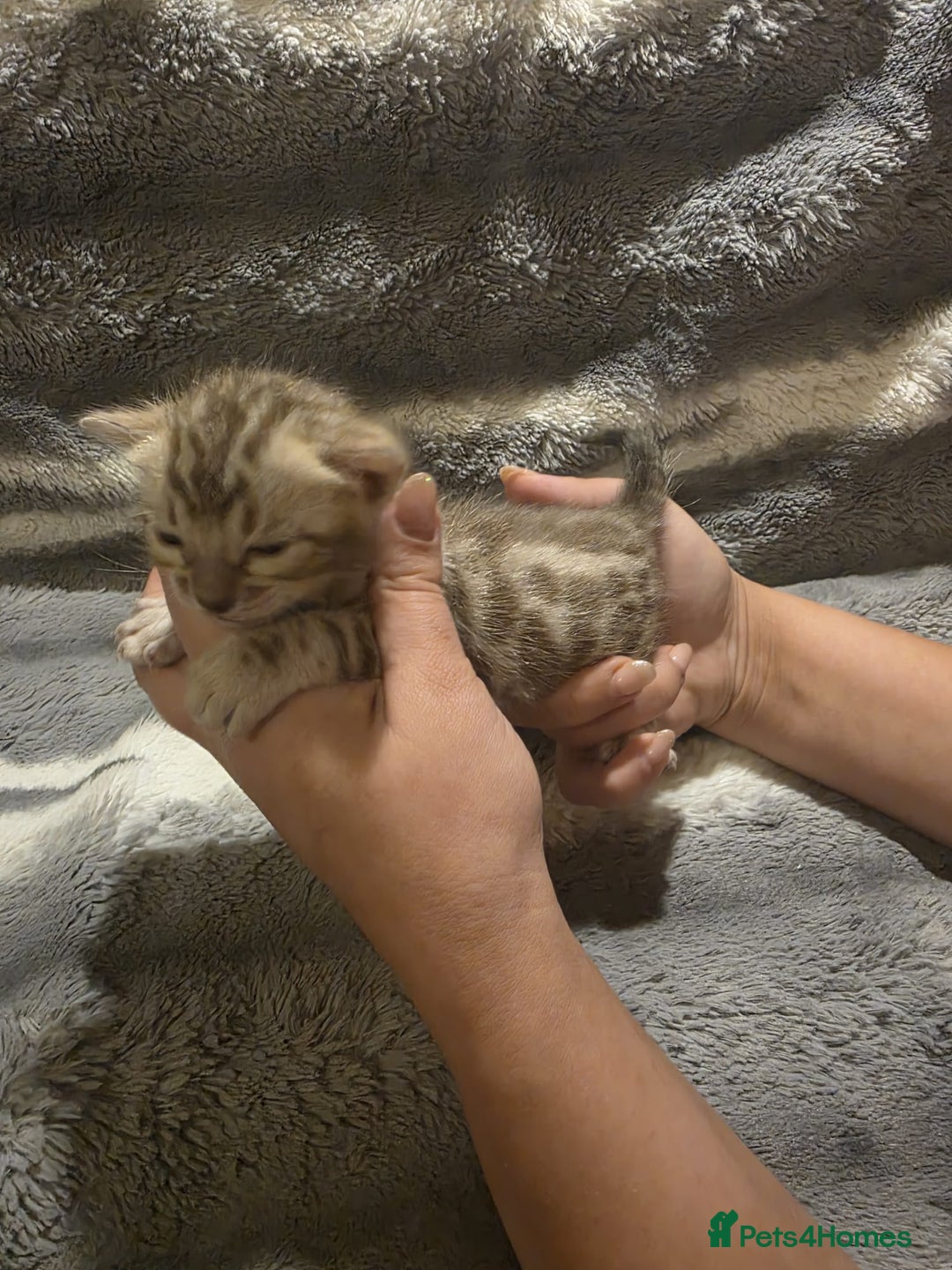 Bengal cats for sale: Rare Bengal babies - Image 5