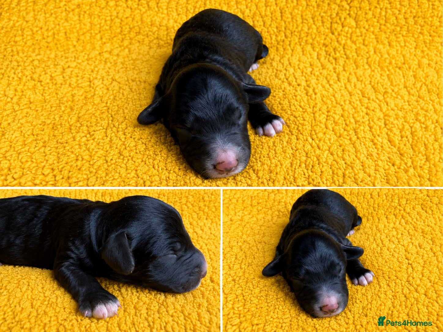 Bordoodle dogs for sale: Border doodle puppies - Advert 2