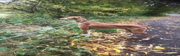 Lurcher dogs for sale: Lurcher pups - Advert 21