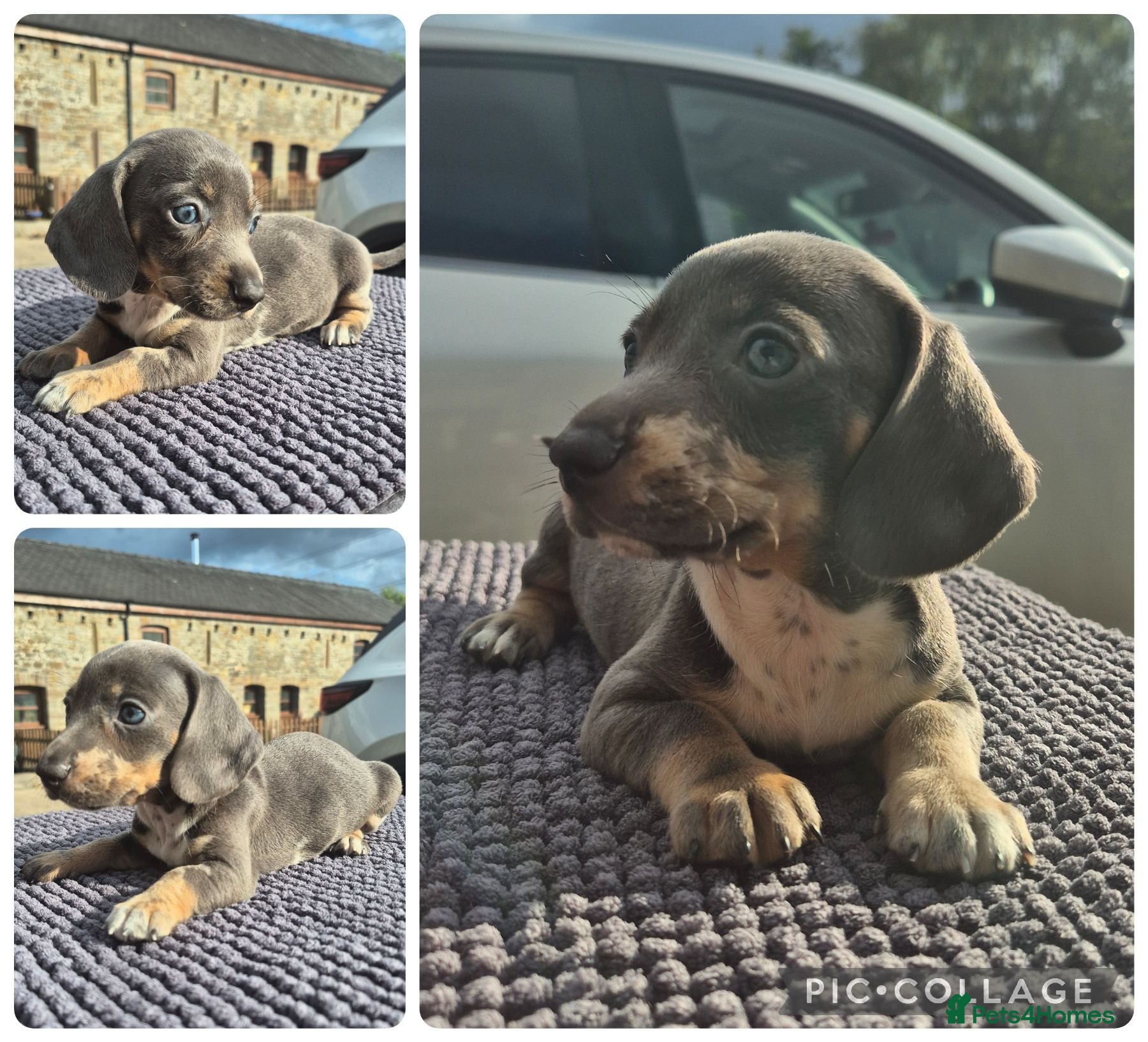 Miniature Dachshund dogs **LAST BOY**PRA CLEAR MINIATURE DACHSHUND PUPPIES - Advert 5