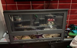 Mouse rodents for sale: Mouse and enclosure  - Image 2