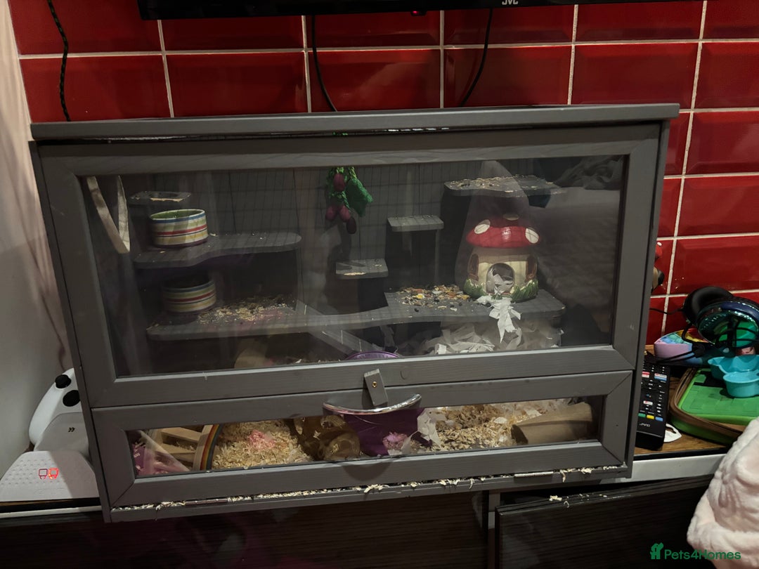 Mouse rodents for sale: Mouse and enclosure  - Image 2