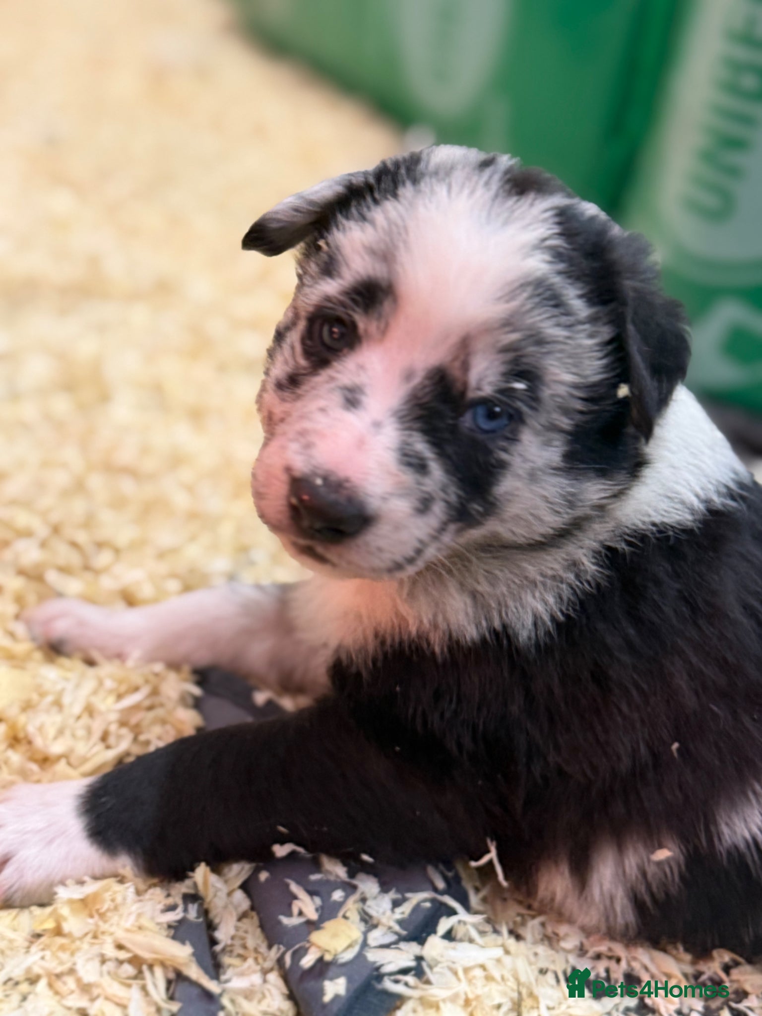 Mixed Breed dogs Beautiful Shollie pups - Advert 15