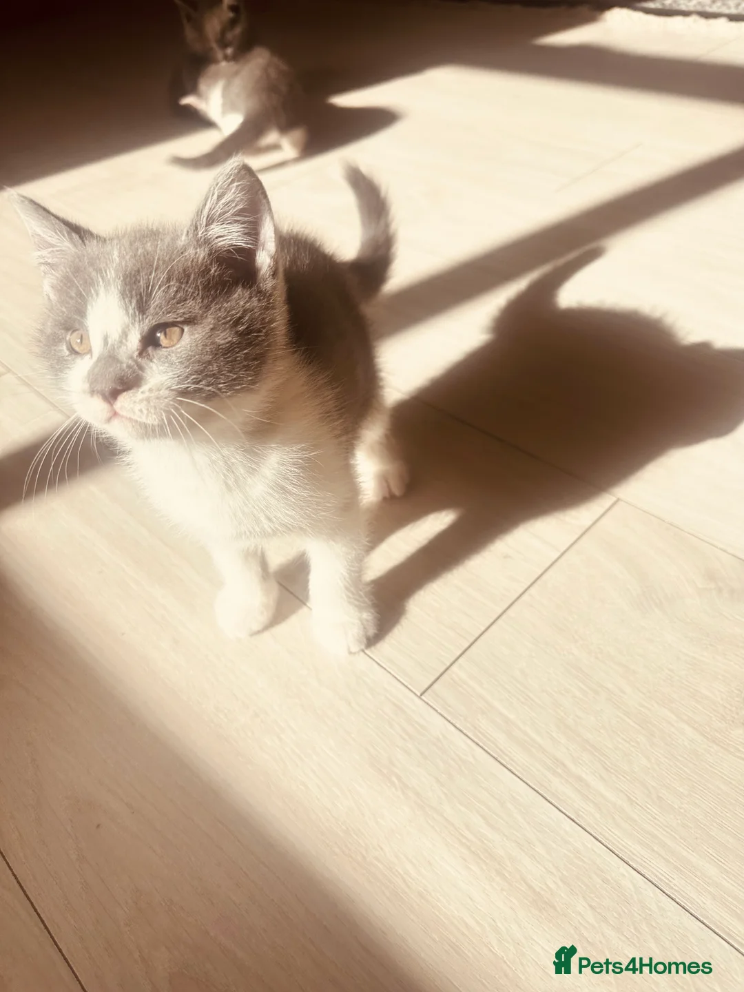 British Shorthair cats for sale: British shorthair kittens in Derby - Advert 2
