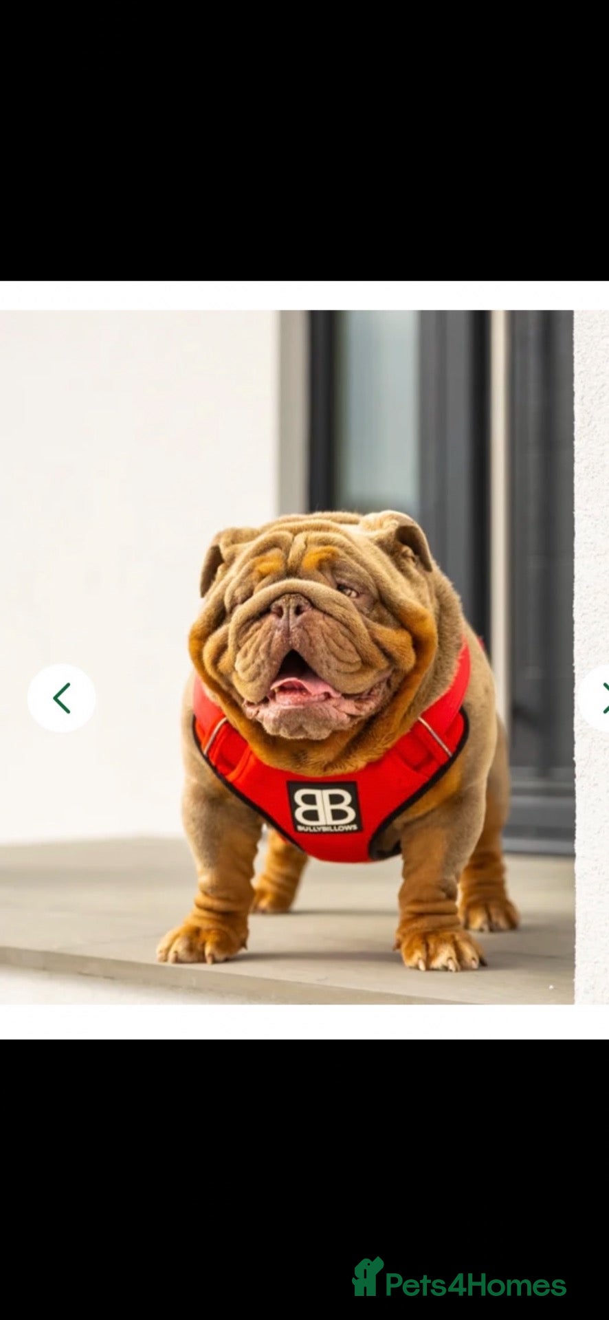 English Bulldog dogs *** QUALITY ENGLISH BULLDOG’s *** - Advert 2