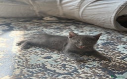 Mixed Breed cats for sale: Fluffy kittens looking for their forever homes  - Image 7