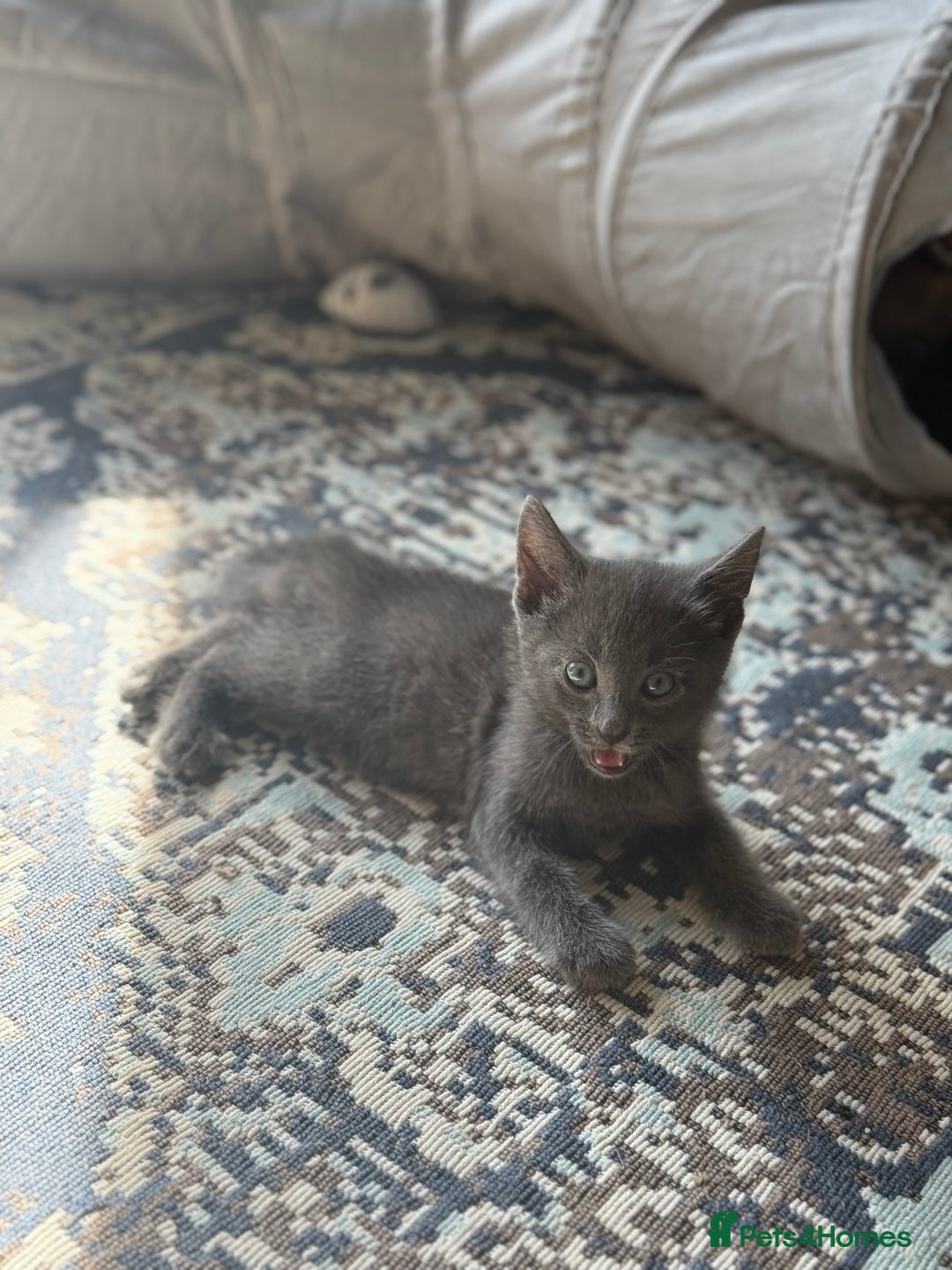 Mixed Breed cats for sale: Fluffy kittens looking for their forever homes  - Image 7