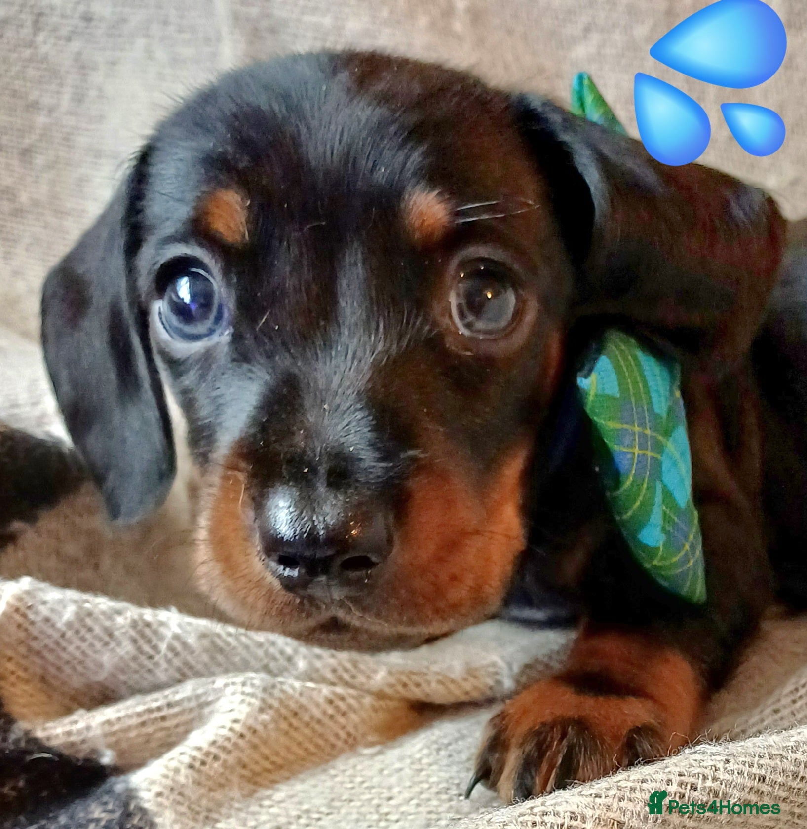 miniature dachshund short hair for sale