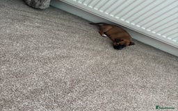 Mixed Breed dogs for sale: Beautiful baby girl, 12 weeks old  - Image 1