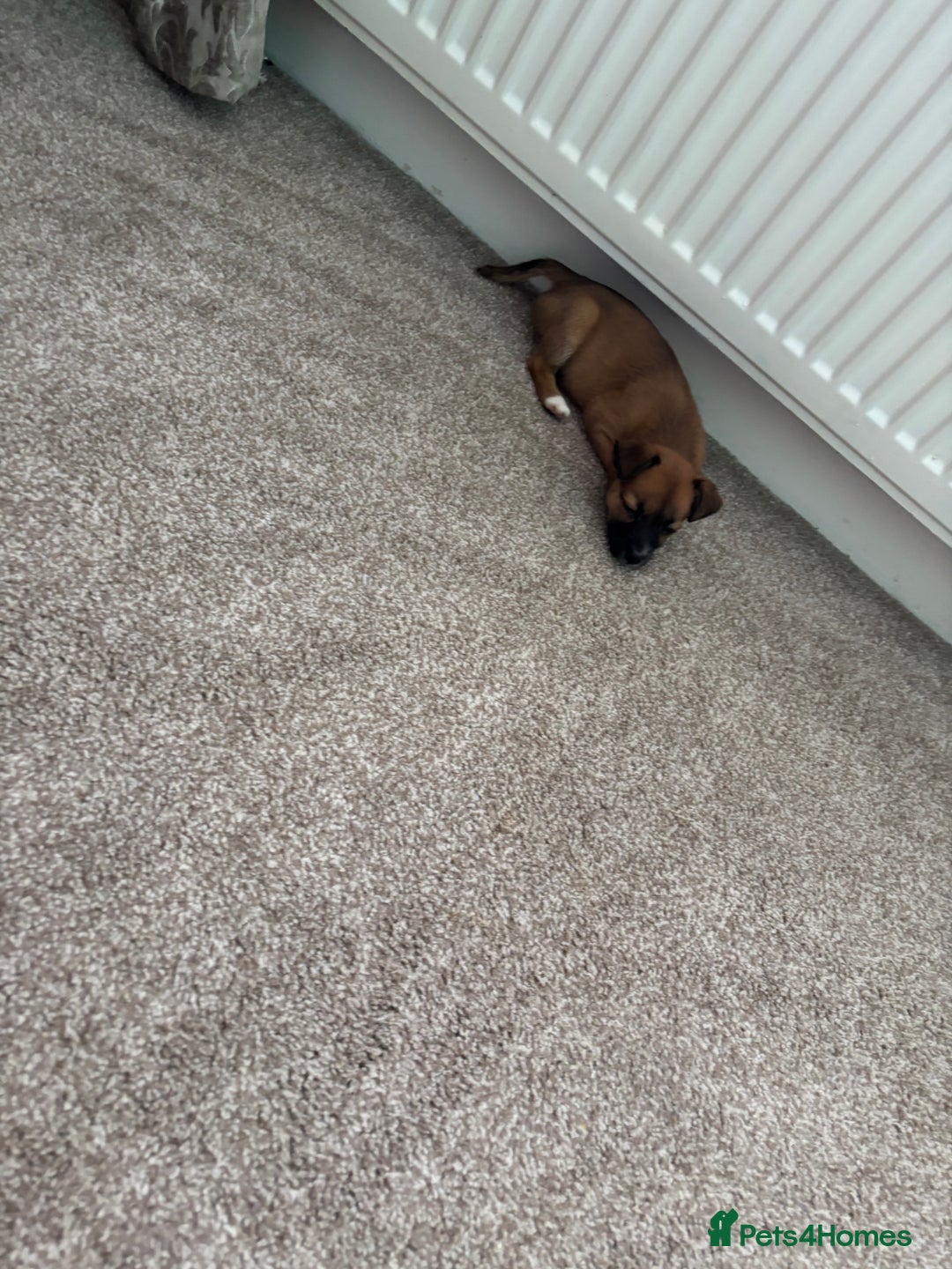 Mixed Breed dogs for sale: Beautiful baby girl, 12 weeks old  - Image 1