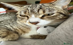 Bengal cats for sale: Bengal X Tabby (8 month old)  - Image 2