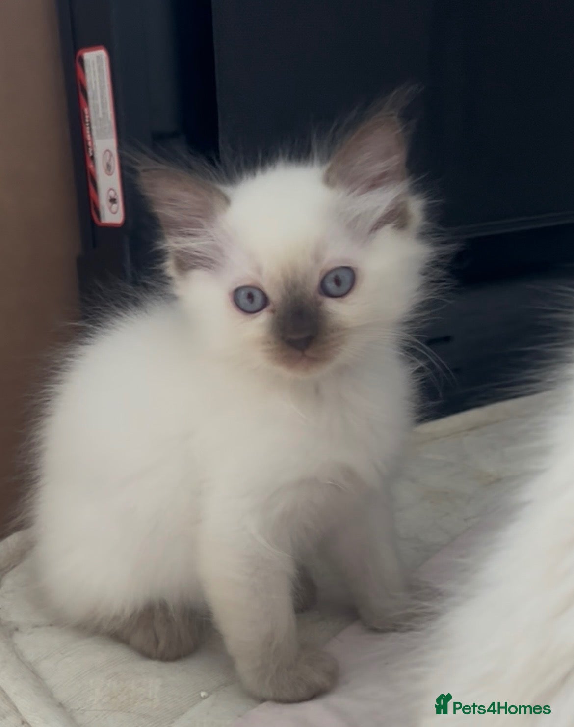 Ragdoll cats Kittens ready for the forever home . - Advert 6