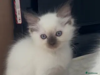 Ragdoll cats Kittens ready for the forever home . - Advert 6
