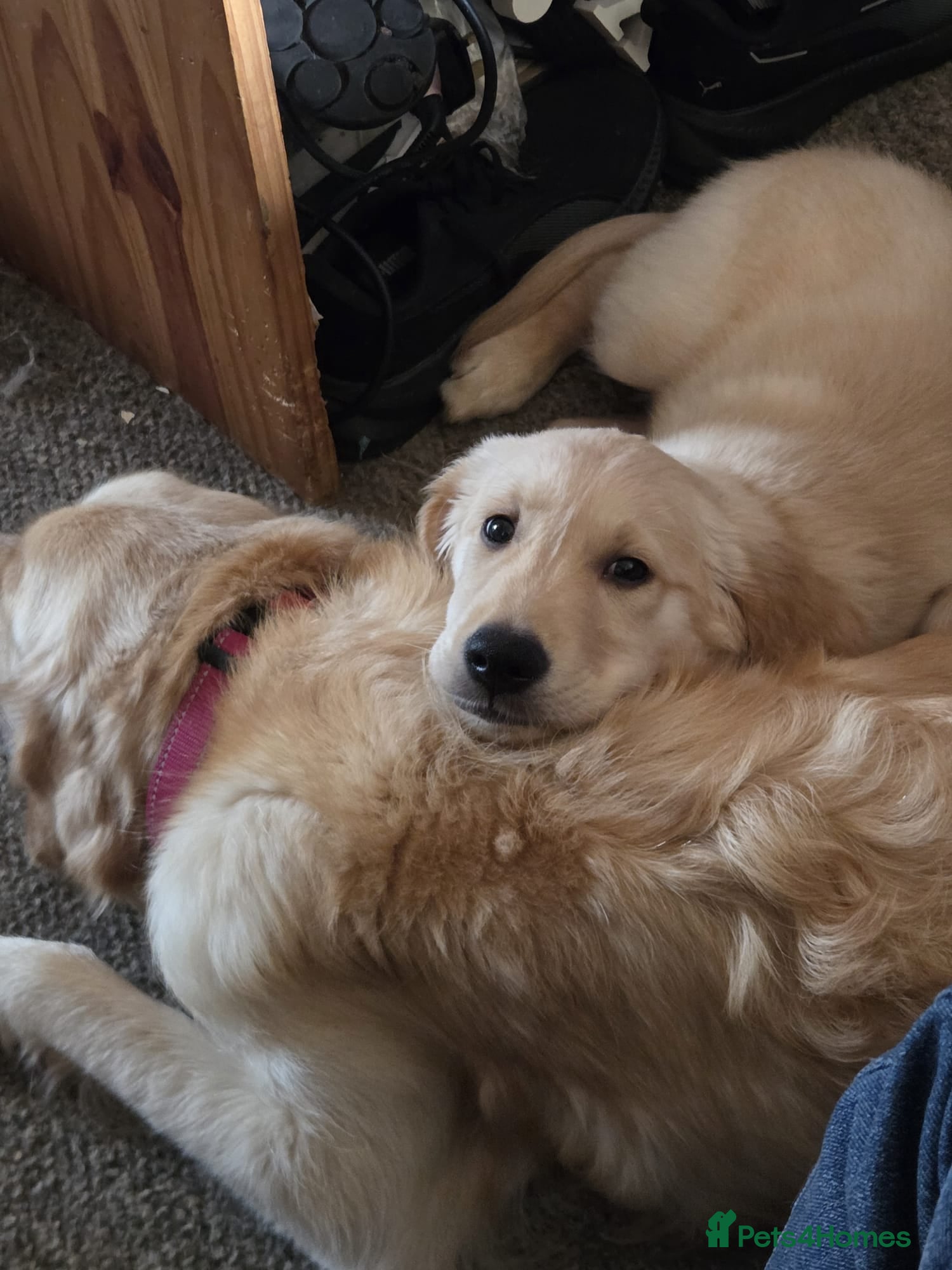 Golden Retriever dogs Golden retriever puppy, ready now.  - Advert 5