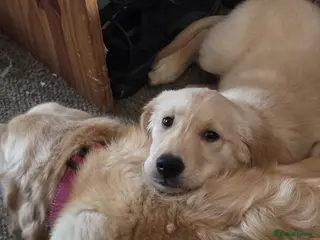 Golden Retriever dogs Golden retriever puppy, ready now. - Advert 5