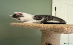 Mixed Breed cats for sale: Mixed Kitten - Image 4