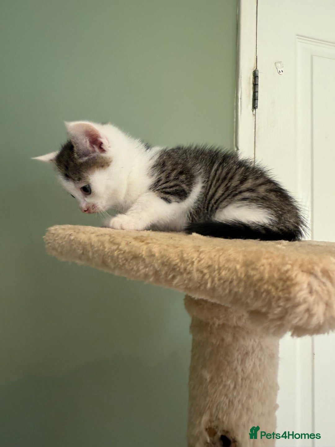 Mixed Breed cats for sale: Mixed Kitten - Image 4