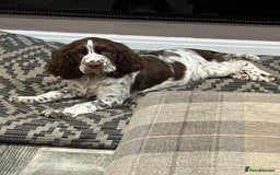 English Springer Spaniel dogs for sale: 15 month old female - Image 1