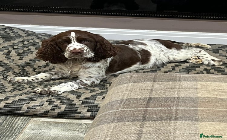 English Springer Spaniel dogs - Advert 10