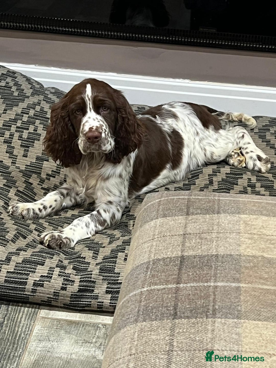 English Springer Spaniel dogs for sale: 15 month old female - Image 1