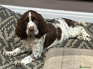 English Springer Spaniel dogs - Advert 4