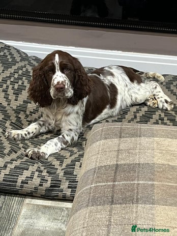 English Springer Spaniel dogs - Advert 3