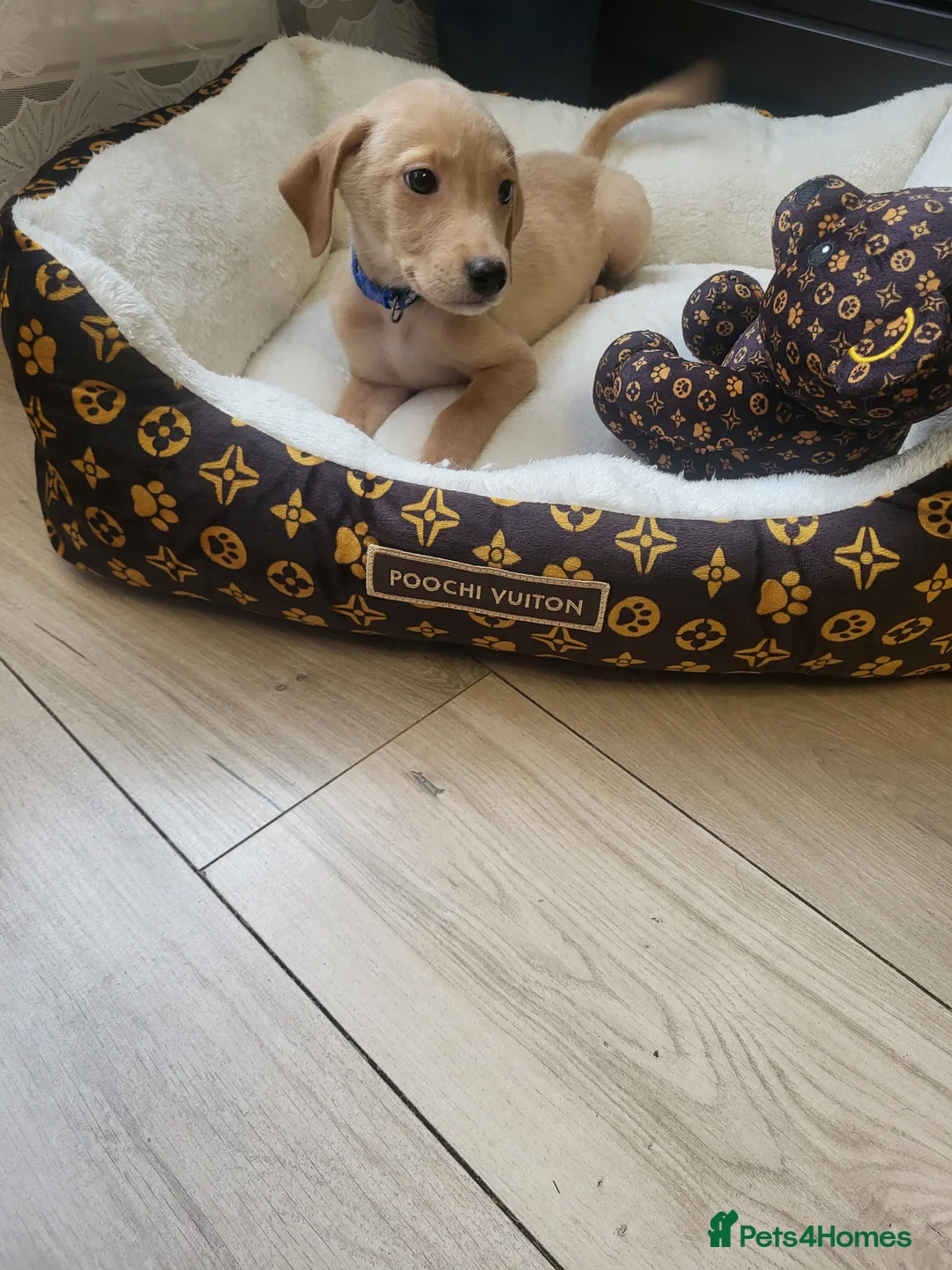 Labrador Retriever dogs for sale: KC registered Labrador Retriever puppies - Advert 6