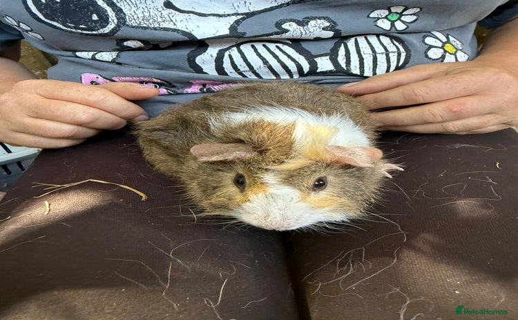 Guinea Pig rodents - Advert 7