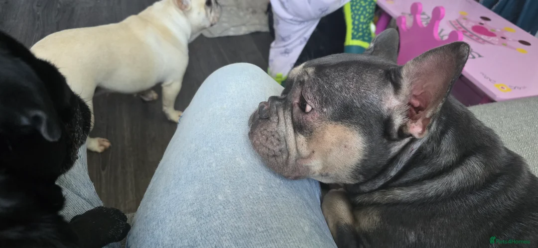 French Bulldog dogs for sale: French bulldog  - Advert 2