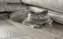 British Shorthair cats for sale: 🔥 READY NOW BRITISH SHORTHAIR KITTENS   - Image 12