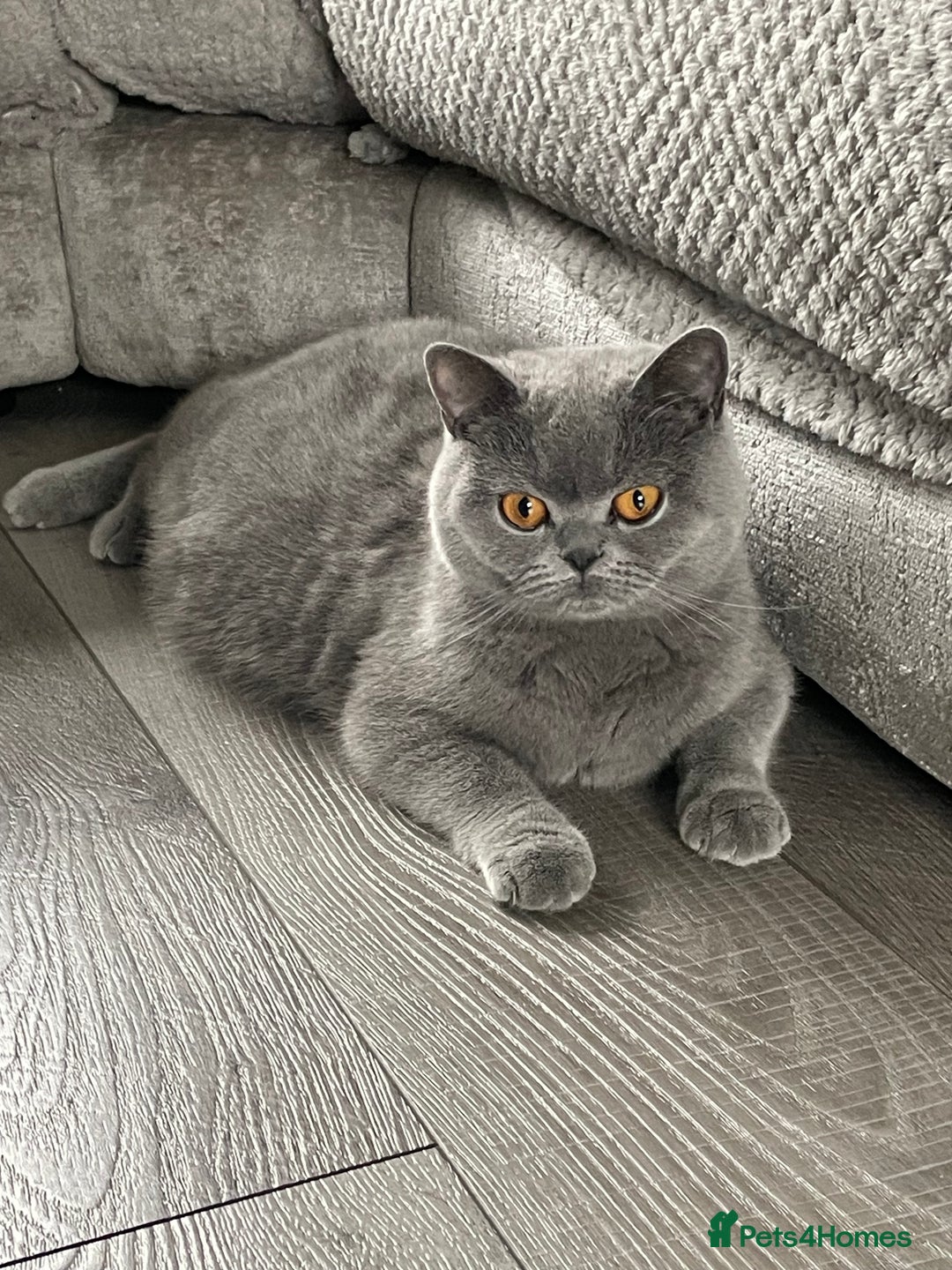 British Shorthair cats for sale: 🔥 READY NOW BRITISH SHORTHAIR KITTENS   - Image 12