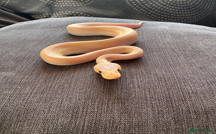 Python Snake reptiles - Advert 9