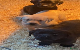 Labrador Retriever dogs for sale: Yellow and Labrador puppiea - Image 3