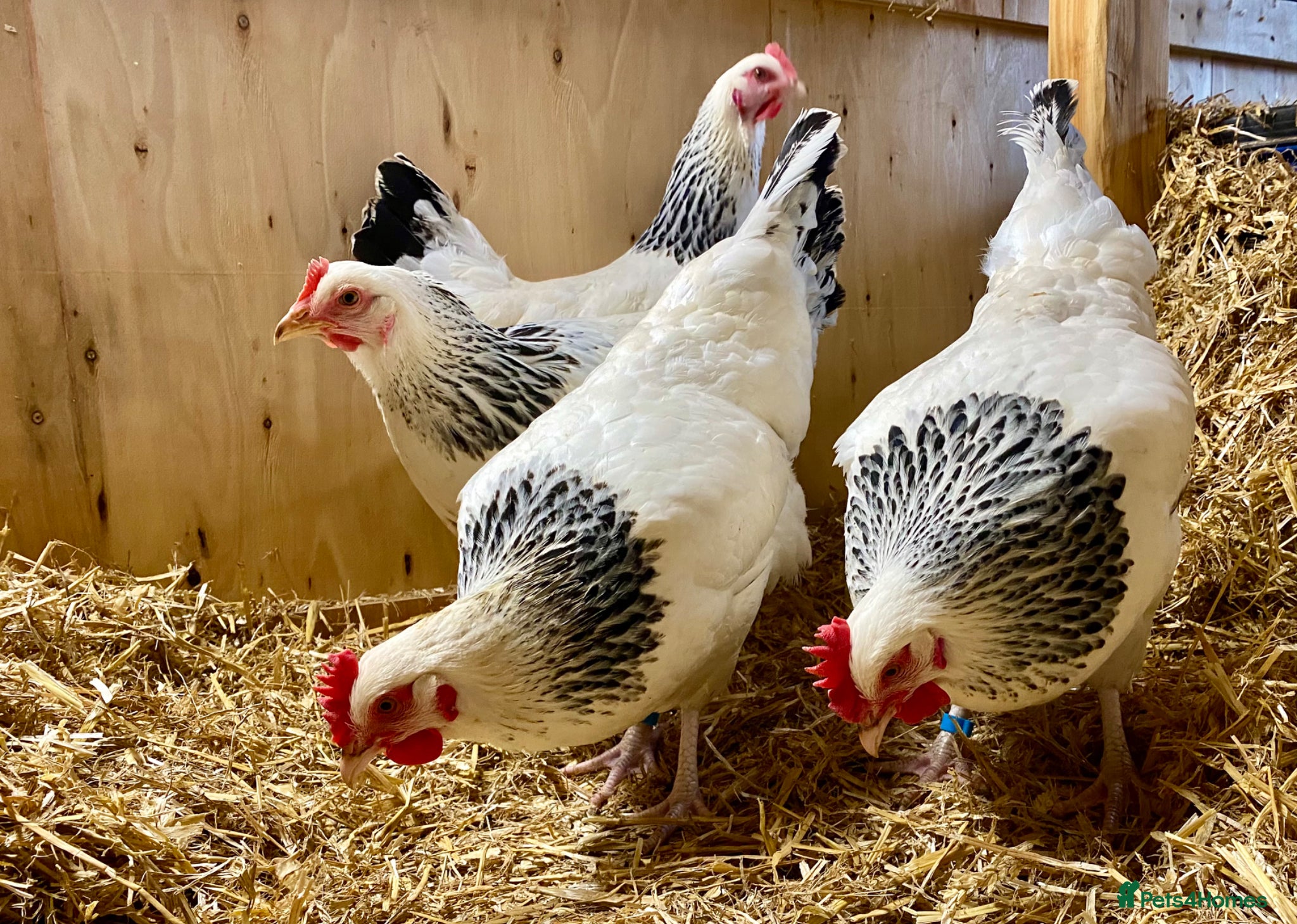 Chickens poultry Point of Lay Chickens  - Advert 7