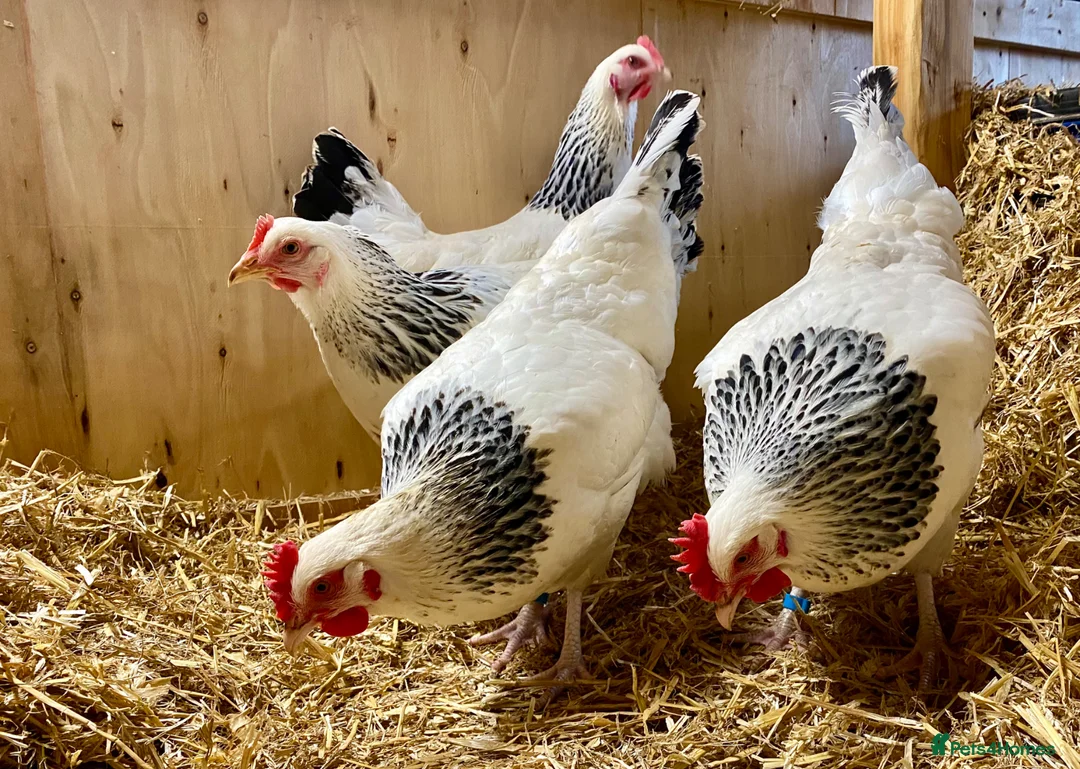 Chickens poultry for sale: Point of Lay Chickens  - Advert 2