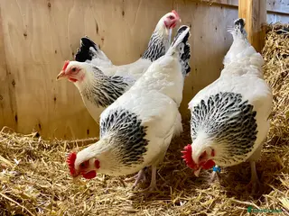 Chickens poultry Point of Lay Chickens - Advert 7