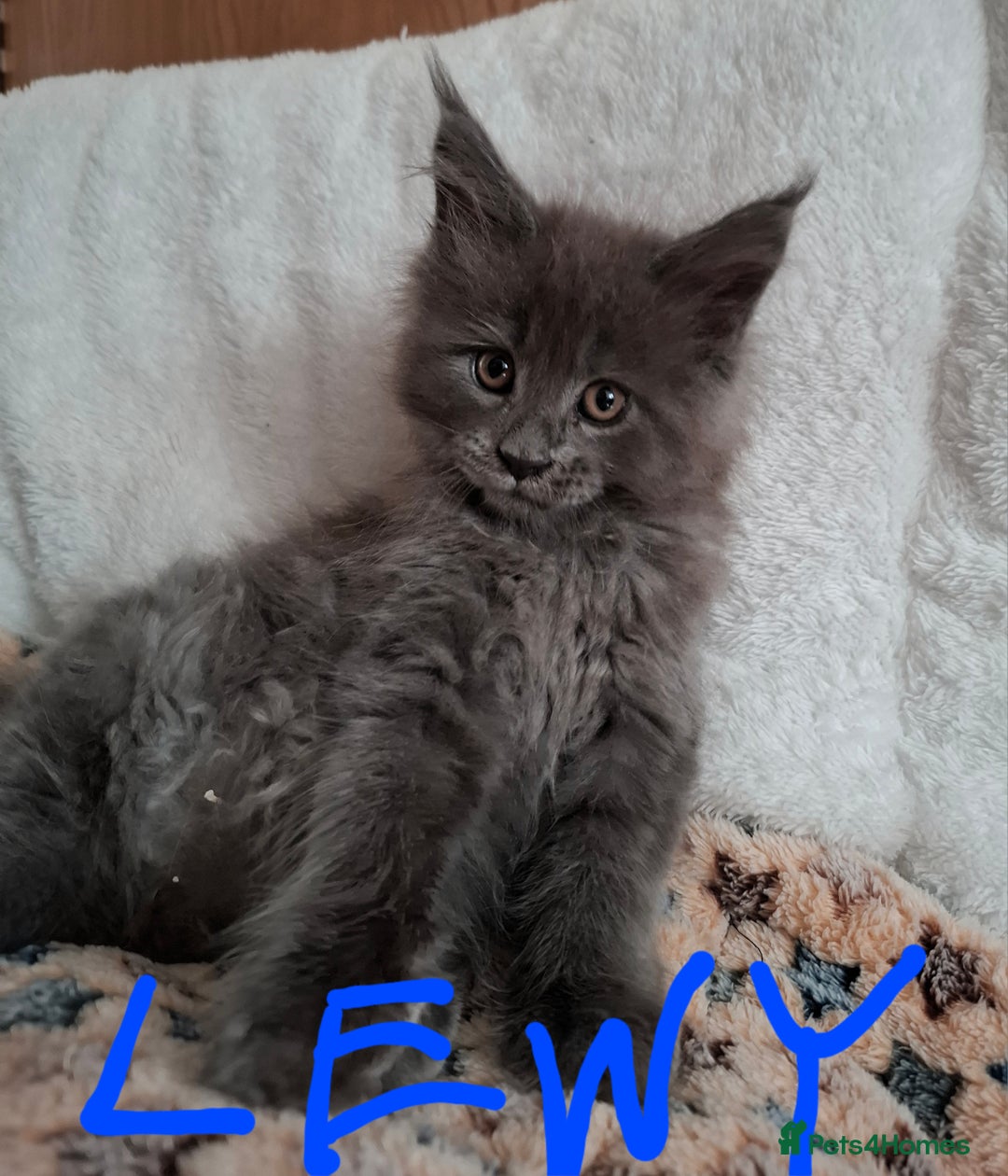 Maine Coon cats for sale: Gorgeous Maine Coon Kittens-Champion Bloodlines - Image 11