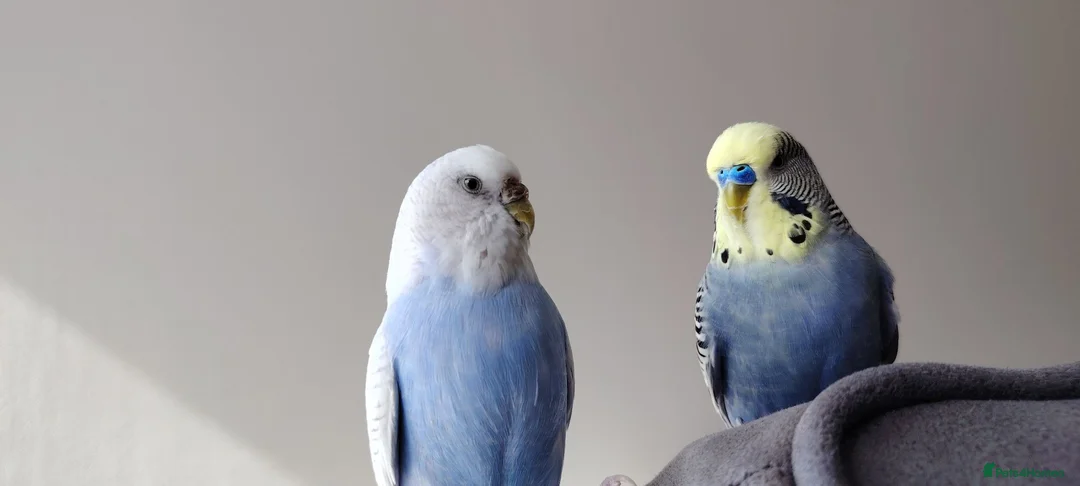 Budgerigars birds for sale: Pair of Budgies with Cage, food, vits etc. in Colchester - Advert 6