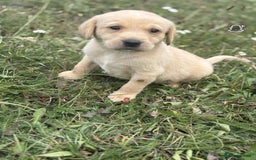 Labrador Retriever dogs for sale: Gorgeous Labrador puppies - Image 7