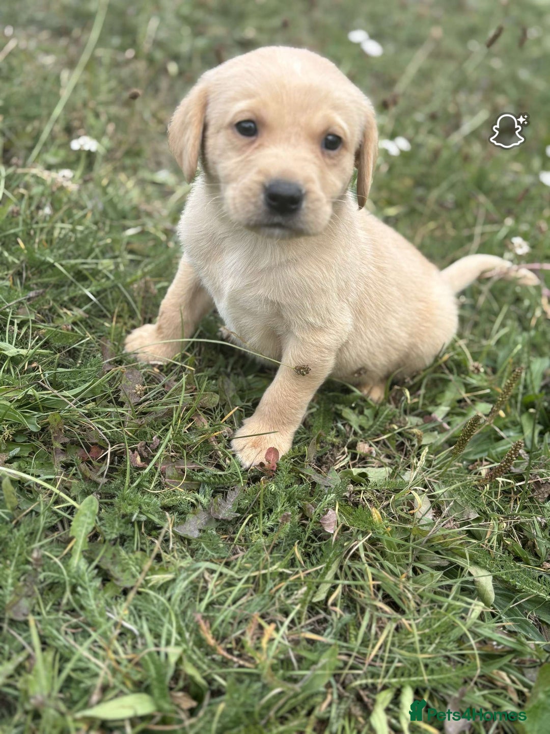 Labrador Retriever dogs for sale: Gorgeous Labrador puppies - Image 7