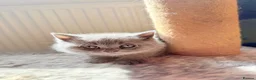 British Shorthair cats for sale: Pure-breed British Shorthair Kittens - Advert 6