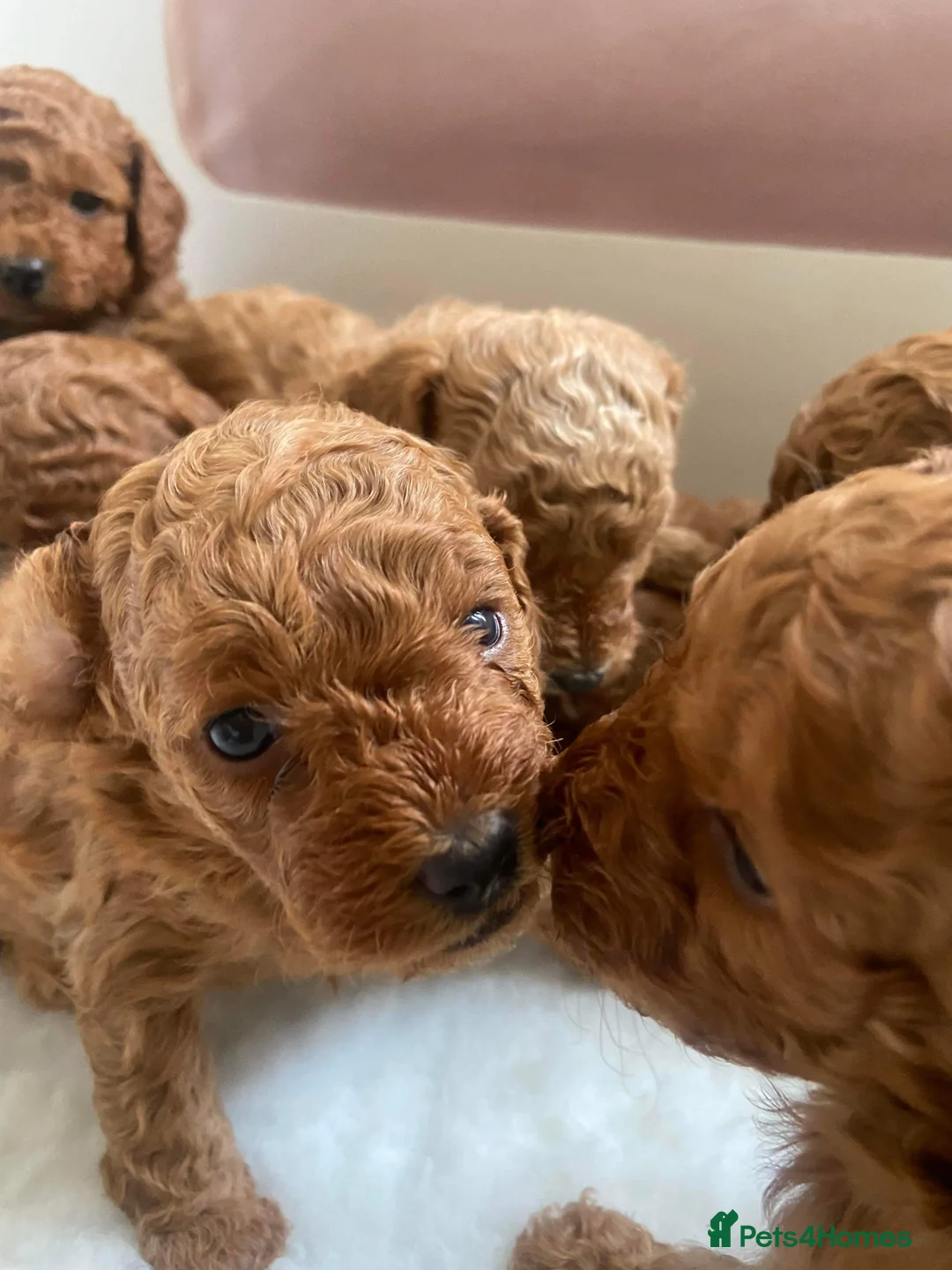 Toy Poodle dogs for stud: 🌹 RED TOY POODLE 9 INCH 2.8 KG HEALTH TESTED 🌹 in Romford - Advert 32